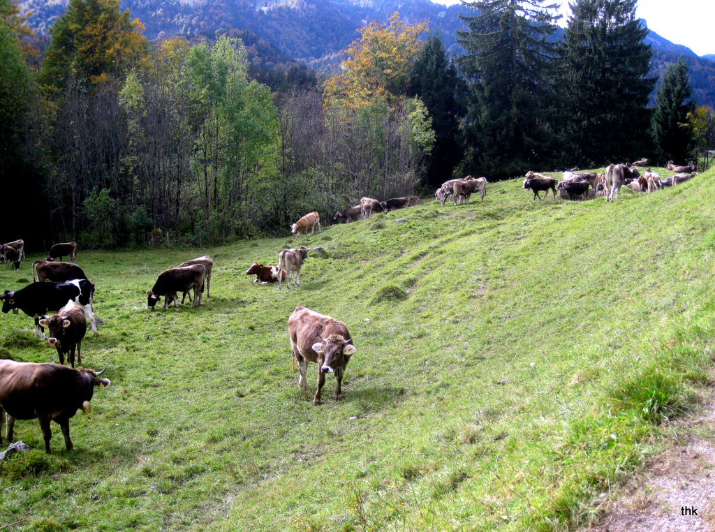 Rinder auf der Herbstweide bei Oberstdorf