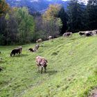 Rinder auf der Herbstweide bei Oberstdorf