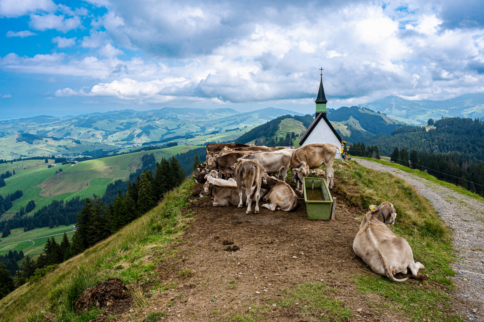 Rinder auf der Krete