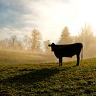 Rinder auf der Weide