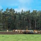 Rinder auf der Weide entlasten das Klima