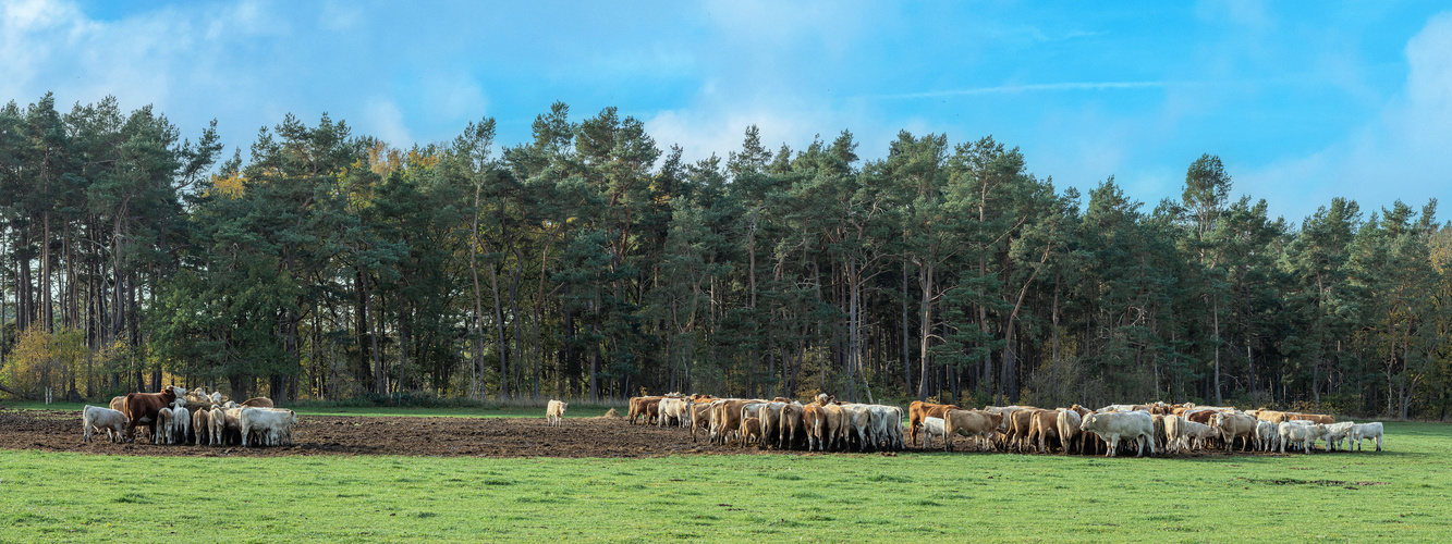 Rinder auf der Weide entlasten das Klima