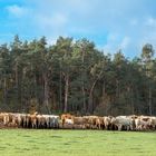 Rinder auf der Weide entlasten das Klima