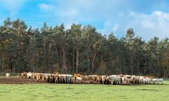 Rinder auf der Weide entlasten das Klima