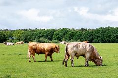 Rinder auf Weideland