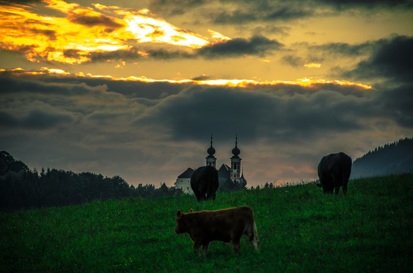 Rinder bei Sonnenuntergang