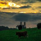 Rinder bei Sonnenuntergang