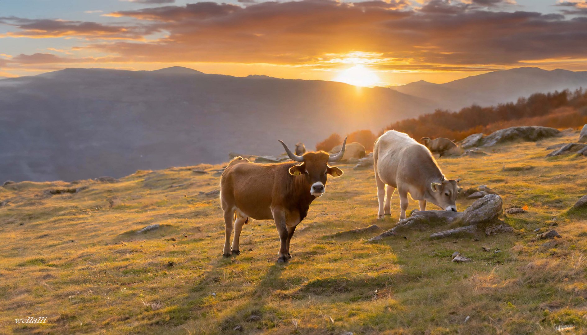 Rinder bei Sonnenuntergang in den Bergen