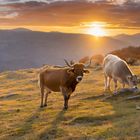 Rinder bei Sonnenuntergang in den Bergen