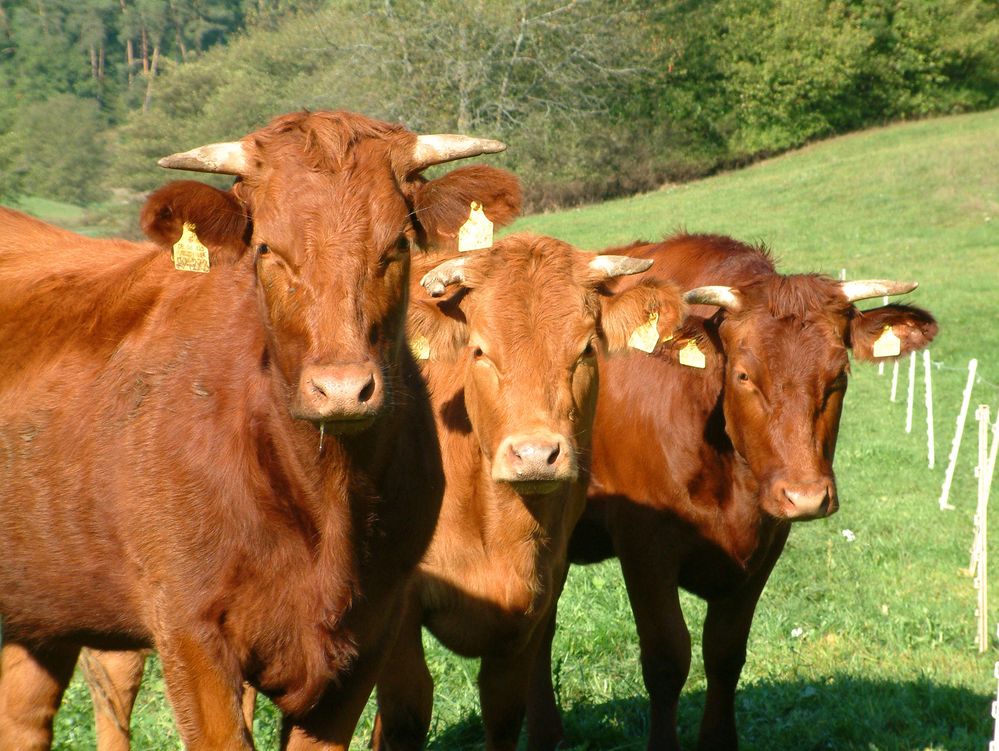 Rinder Foto & Bild | tiere, haustiere, nutztiere Bilder auf fotocommunity