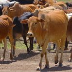 Rinder der Massai