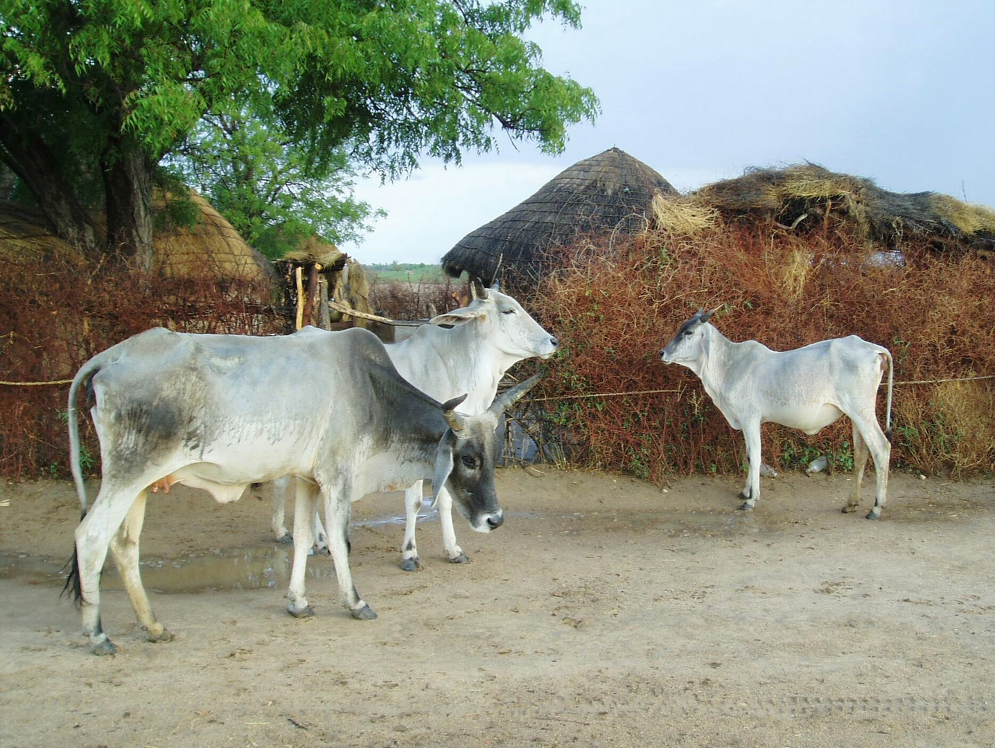 Rinder im Bishnoi Tribal Village - Rajasthan