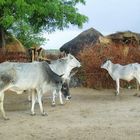 Rinder im Bishnoi Tribal Village - Rajasthan