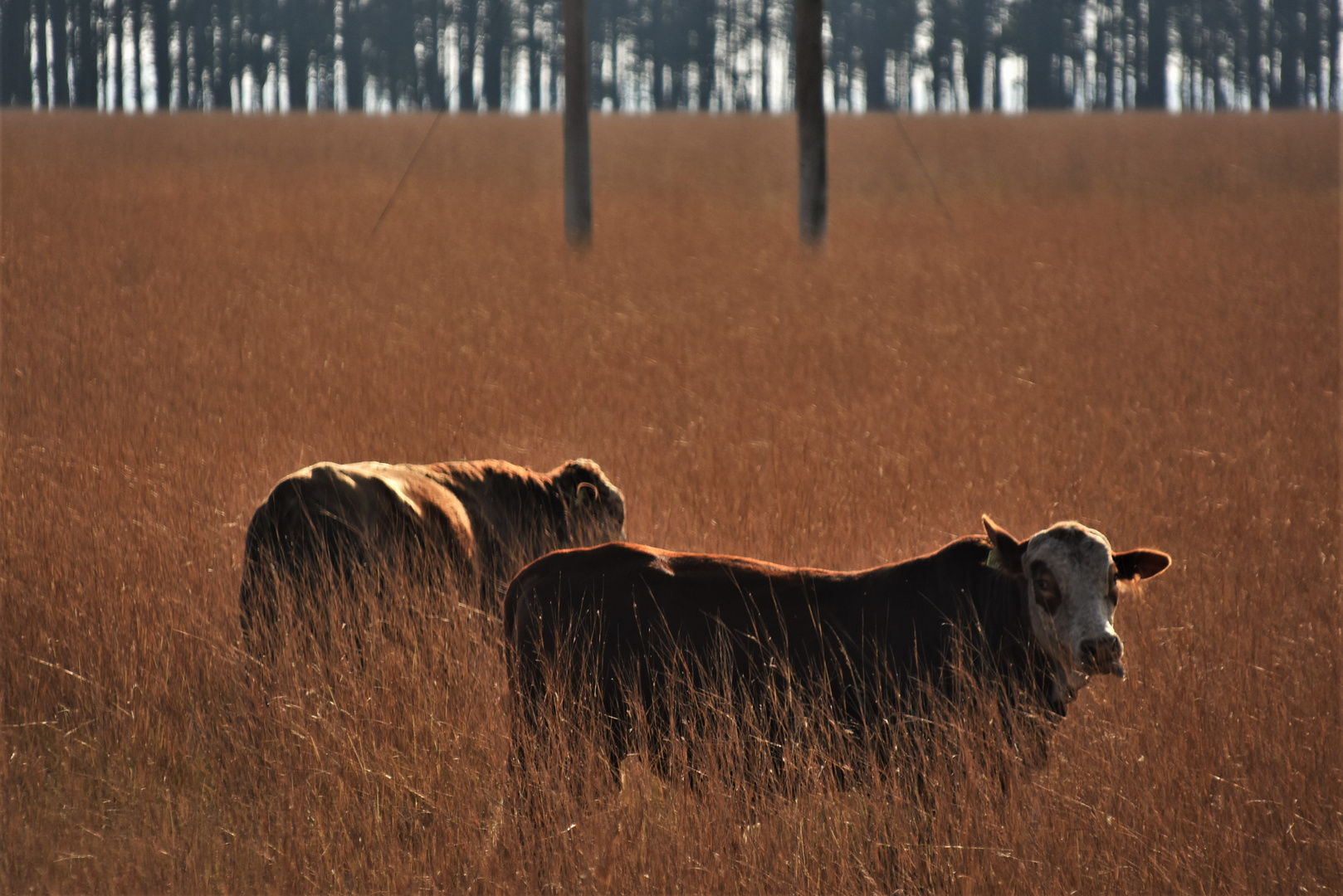 Rinder im Gras