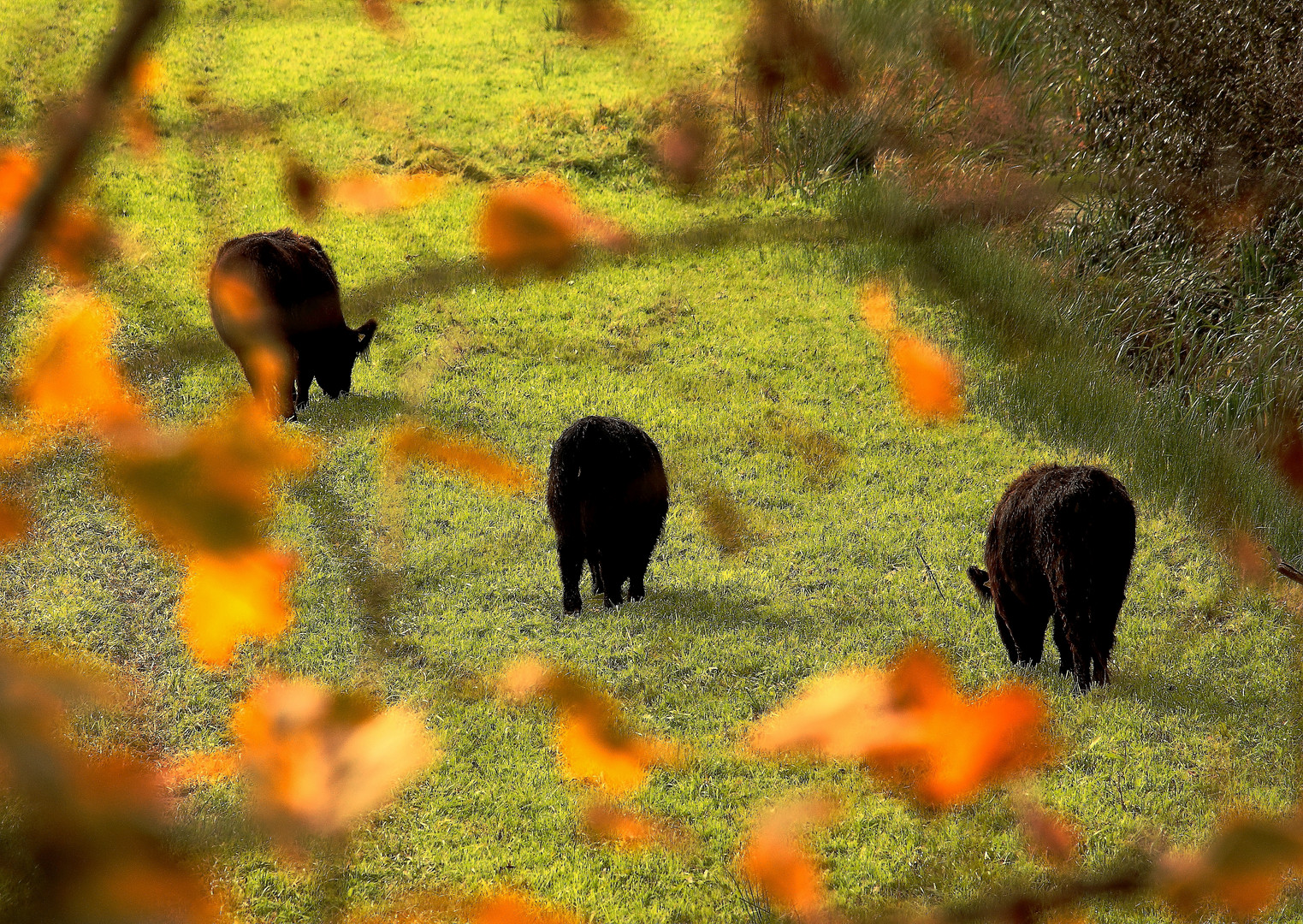 Rinder im Herbst