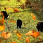 Rinder im Herbst