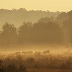 Rinder im Morgennebel