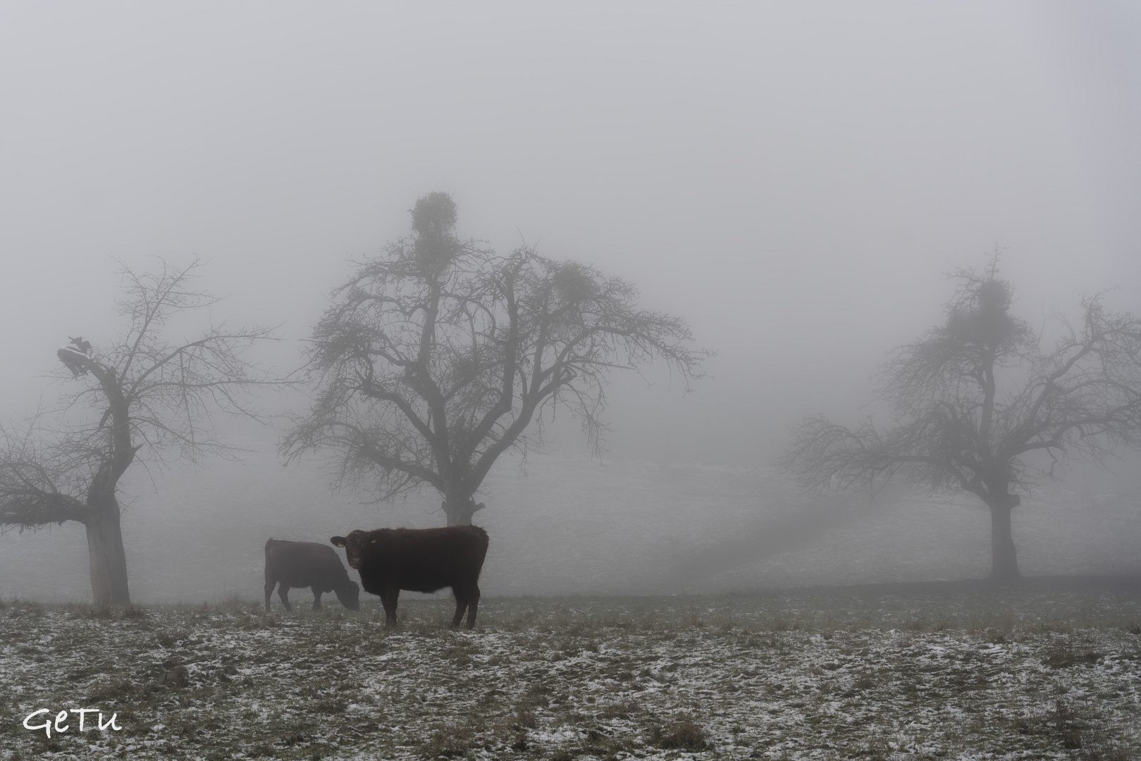 Rinder im Nebel