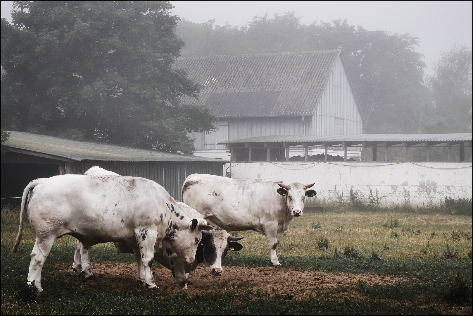 Rinder im Nebel