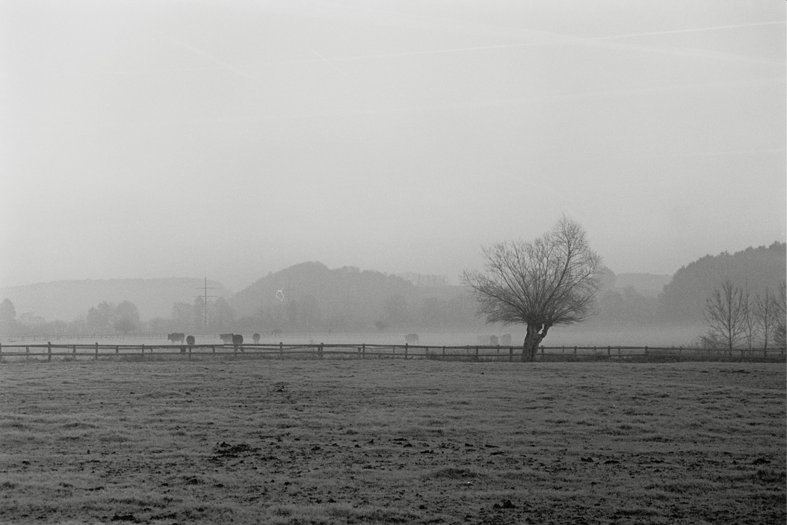 Rinder im Nebel der Ruhrwiesen