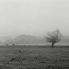 Rinder im Nebel der Ruhrwiesen