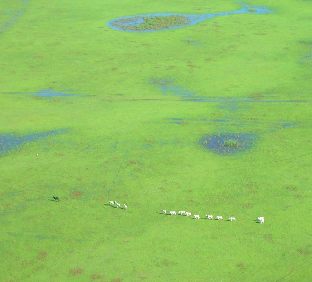 Rinder im Pantanal, Brasilien von Phil1977 