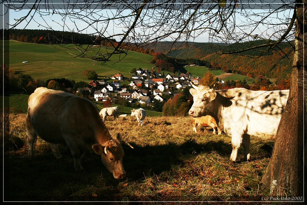 Rinder in der herbstlichen Eifel