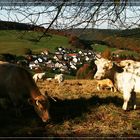 Rinder in der herbstlichen Eifel