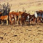 Rinder sind der Stolz der Himba