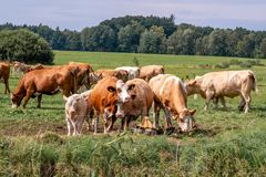 Rinder-Tränke auf der Weide