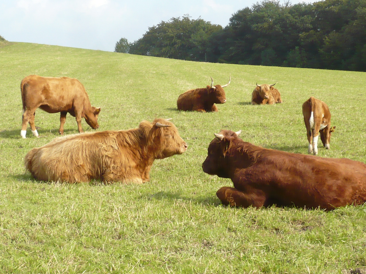 Rinder u. Hochlandrinder im Sauerland