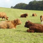 Rinder u. Hochlandrinder im Sauerland