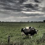 Rinder vor industriellem Horizont