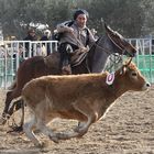 Rinderarbeit auf der Cheval Passion 2012, hier mit Criollos