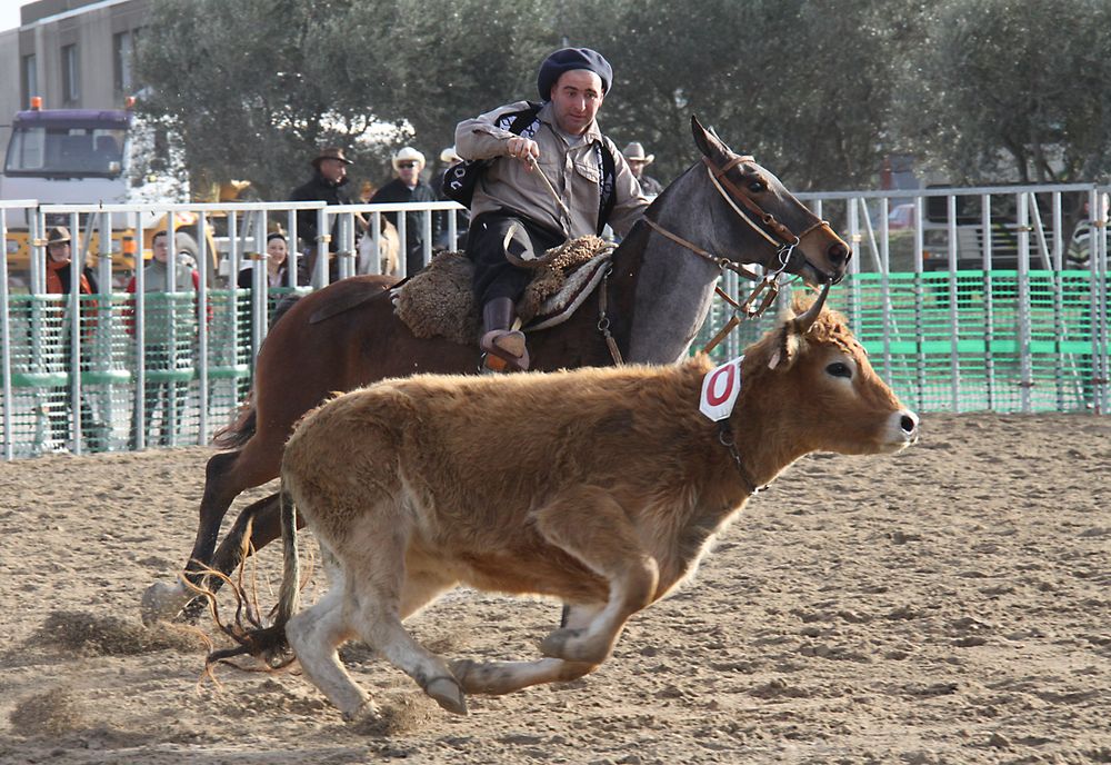 Rinderarbeit auf der Cheval Passion 2012, hier mit Criollos