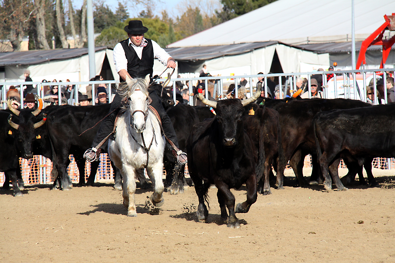 Rinderarbeit , "original" Camargue