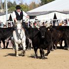 Rinderarbeit , "original" Camargue