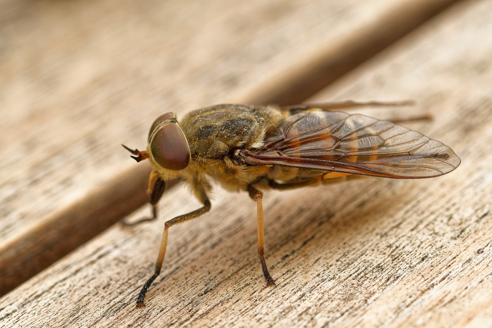 Bremse Foto & Bild  tiere, wildlife, insekten Bilder auf fotocommunity