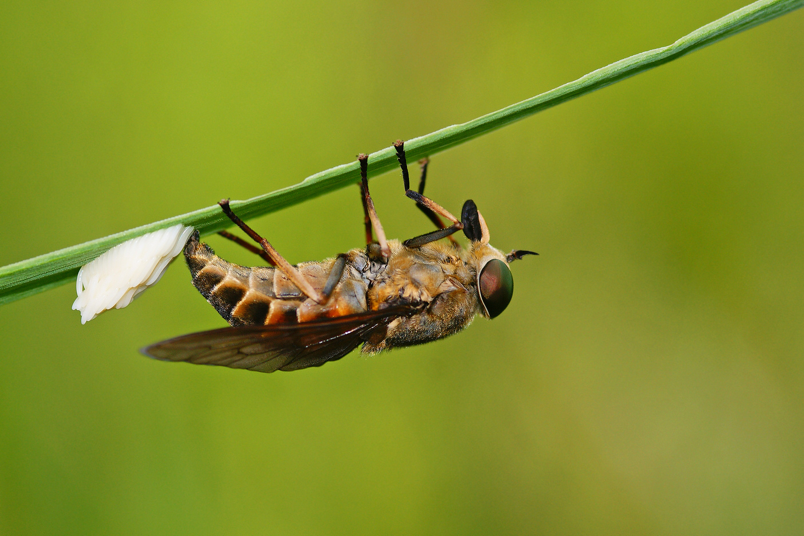 Rinderbremse (Tabanus bovinius),Weibchen bei .....