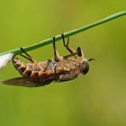 Rinderbremse (Tabanus bovinius),Weibchen bei .....