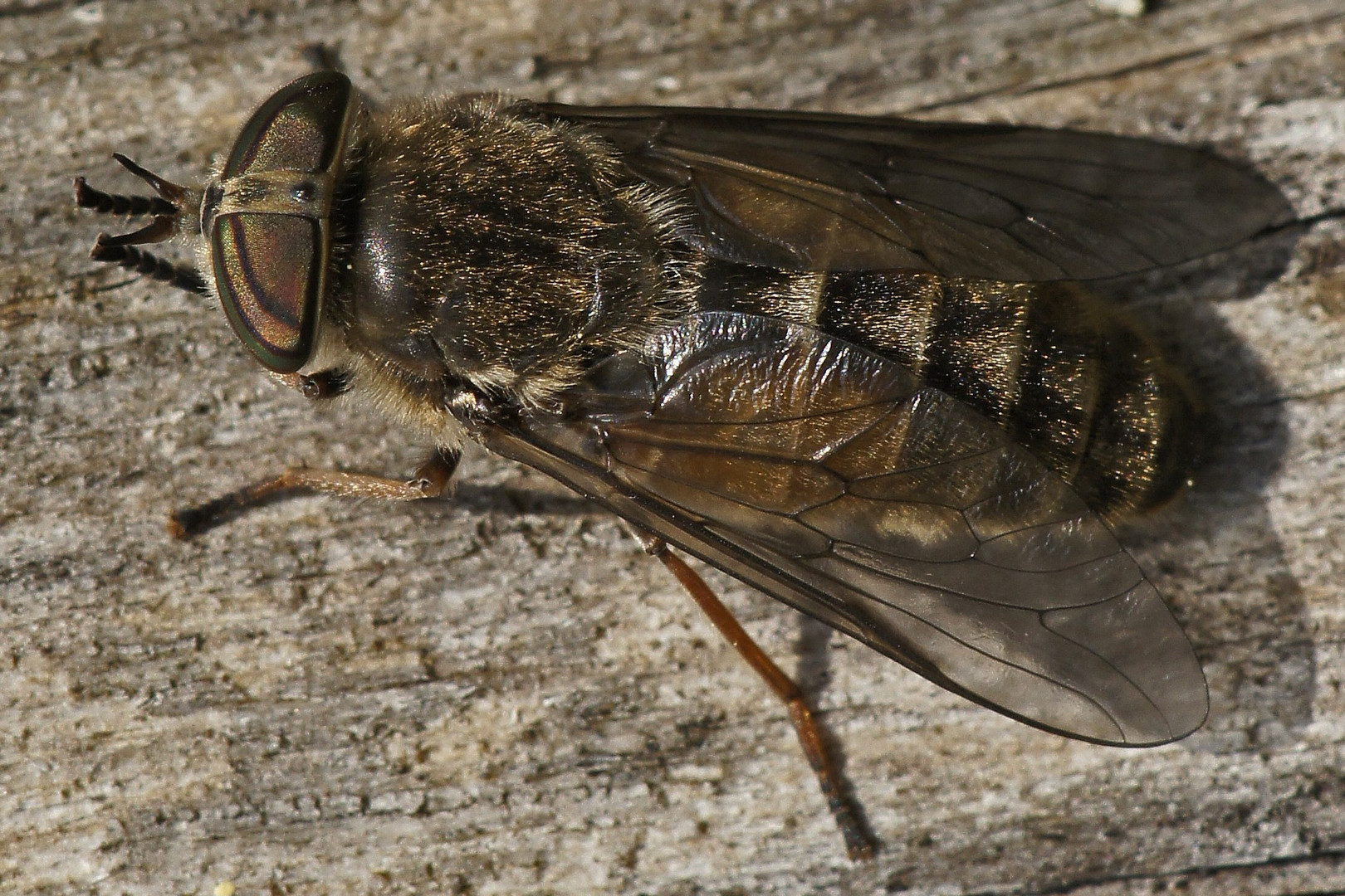 Rinderbremse (Tabanus bovinus)