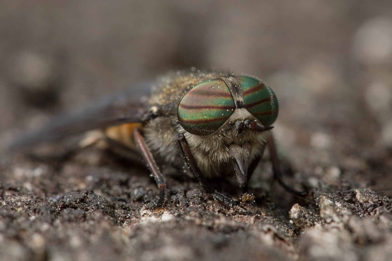 Rinderbremse ( Tabanus bovinus )