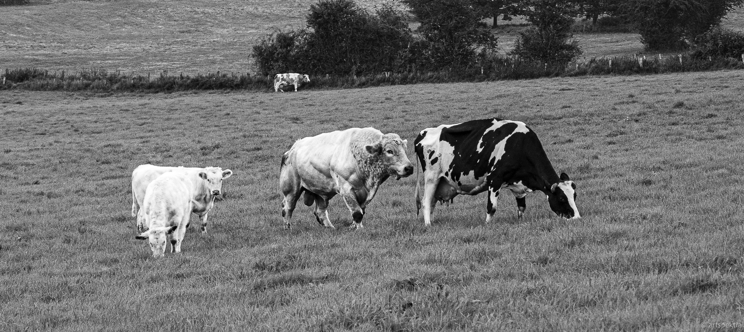 Rinder_DSC0099720210917 Foto & Bild tiere, haustiere, nutztiere