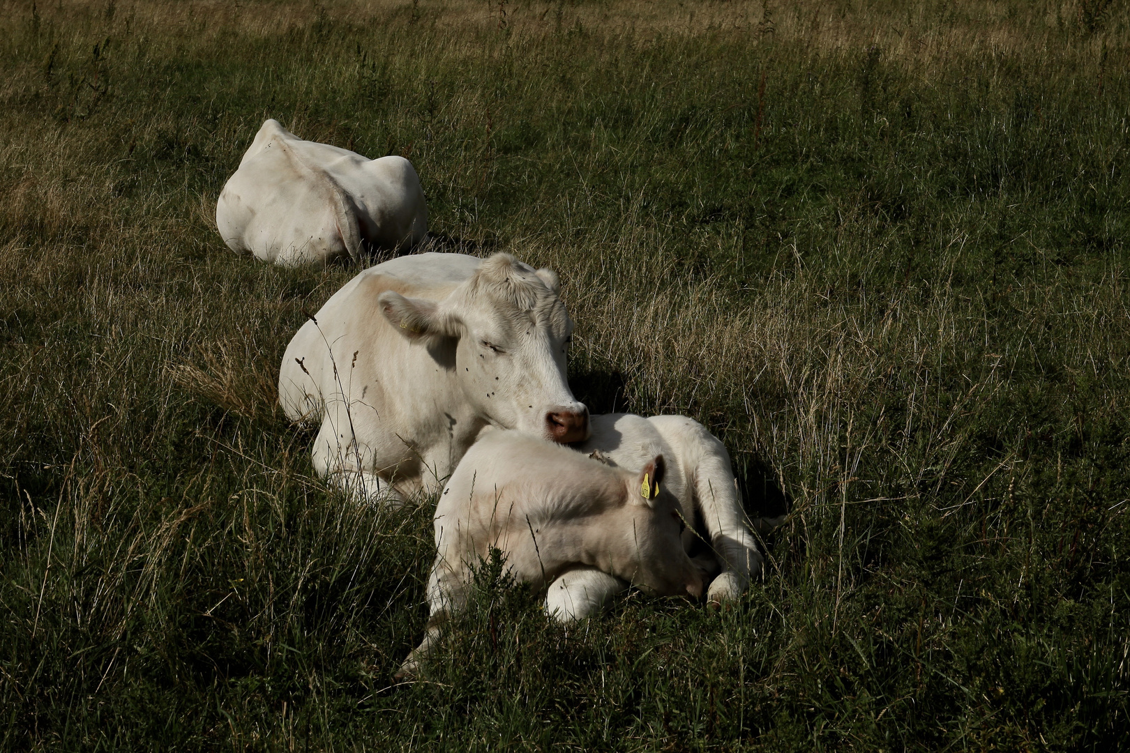 Rinderfamilie