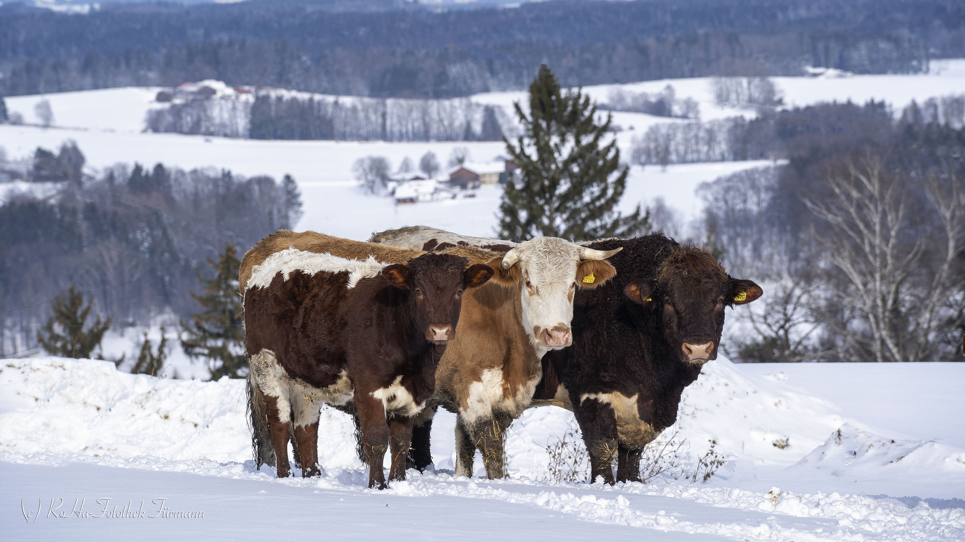 Rinderfamilie - "Gruppenbild" im Winter