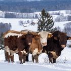 Rinderfamilie - "Gruppenbild" im Winter
