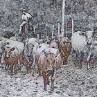 Rinderfarm in Brasilien