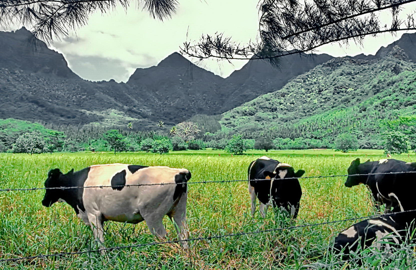 Rinderfarm in Tahiti