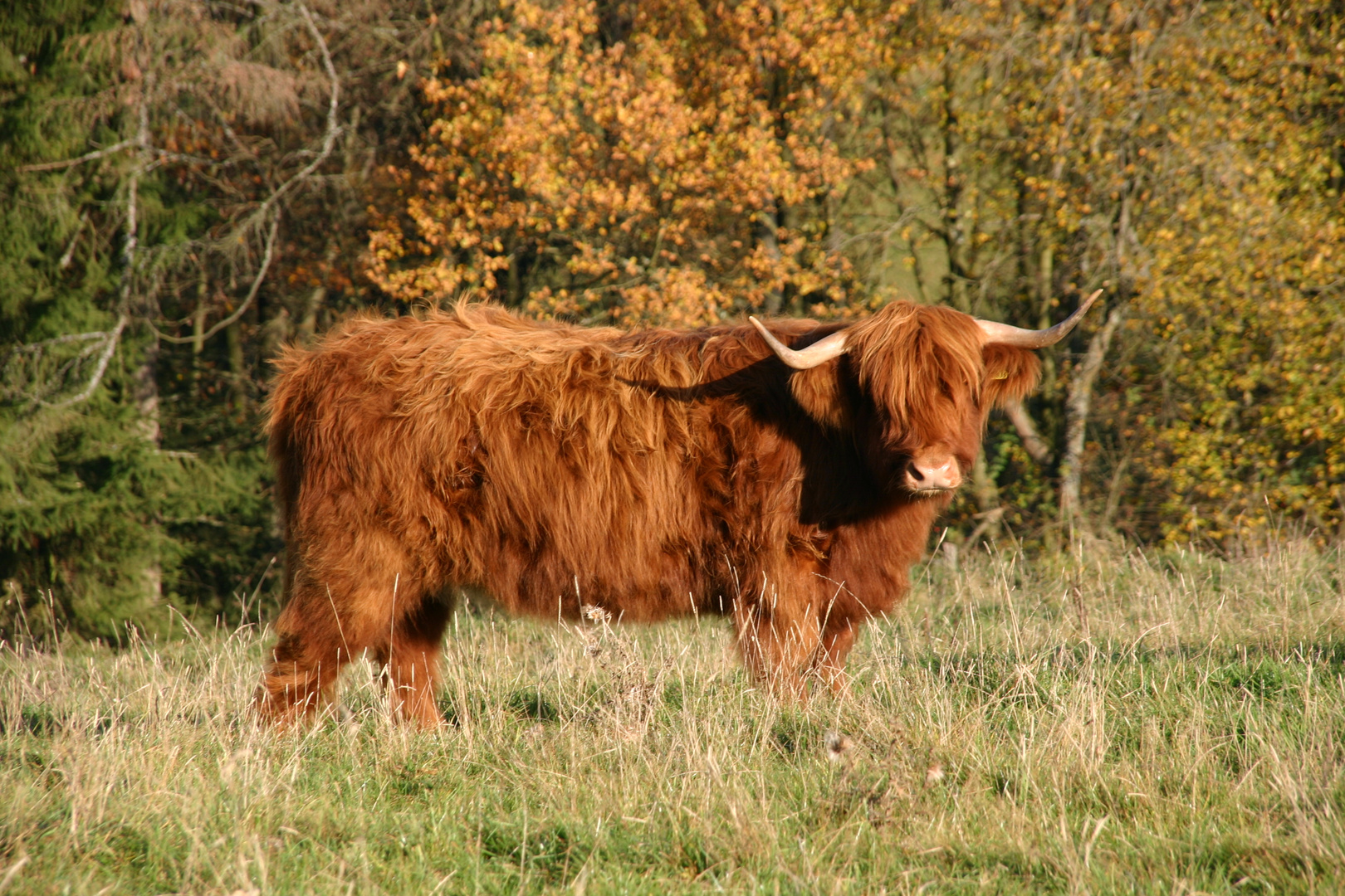 Rinderfilet, herbstlich verpackt