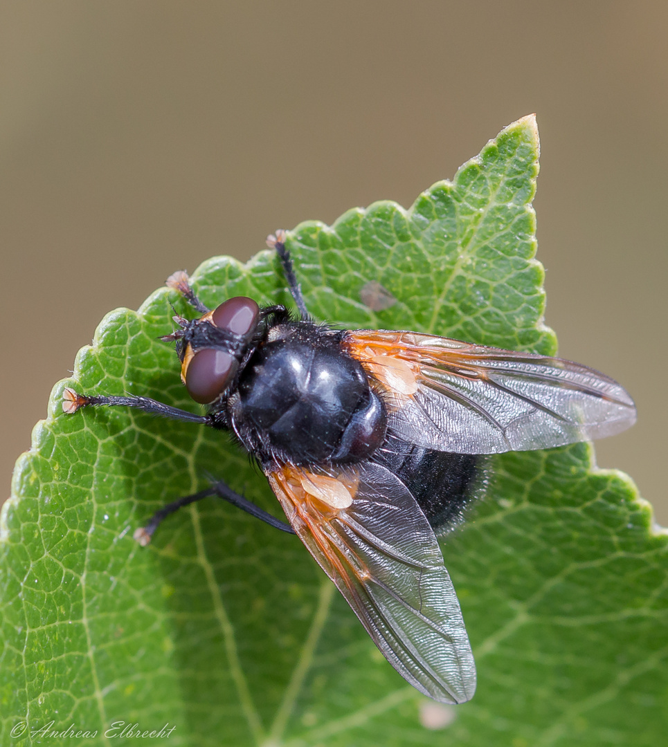 "Rinderfliege" - Mesembrina meridiana